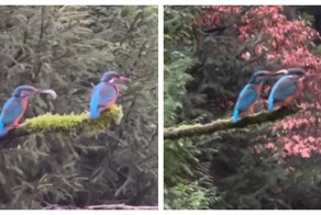 Обиделась: самка игнорирует зимородка