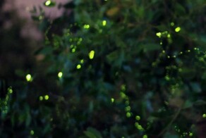 Парк светлячков Кампунг Куантан и его изумительный свет