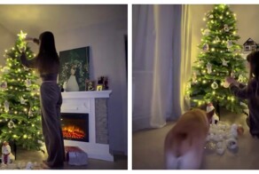 Корги "украсил" эстетическое видео хозяйки