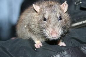 Серые монстры «передка»