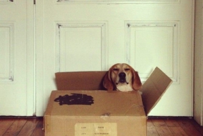 Собака - спокойняка (14 фото)