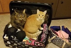 20 забавных домашних питомцев, у которых есть любопытные привычки