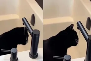 Неудачная попытка кота попить воду из-под крана