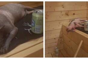 Сфинксы отдыхают в финской сауне