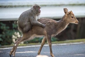 Биологи объяснили, зачем японские макаки седлают пятнистых оленей