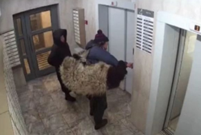 В Красноярске мужчина притащил живого барана в квартиру