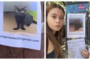 Парень расклеил по городу множество фотографий кота