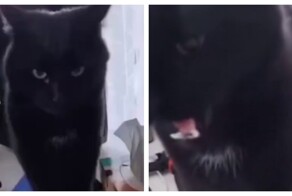 Кот с суровым взглядом