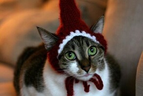 22 котика, которые не в восторге от зимних праздников
