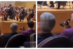 Собака несколько часов слушала Чайковского в филармонии