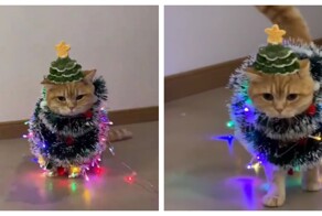 Самый новогодний кот