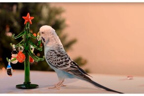 Попугай наряжает ёлку