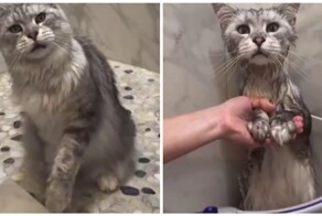 Послушный кот стойко переносит водные процедуры