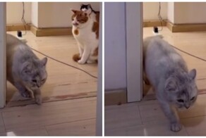 Кот крадётся мимо своих соплеменников