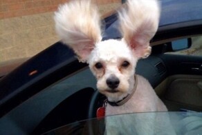 18 пёселей с невероятными смешными ушами