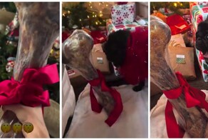 Мопсу подарили кость, которая превышает его в размерах