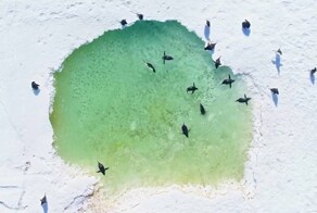 В Антарктиде нашли пингвиний курорт