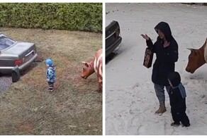 Рогатый друг