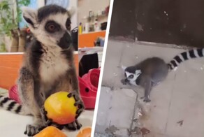 В Ставрополе нашли замерзающего на улице лемура