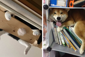 15 домашних питомцев, которые нашли идеальные места для отдыха