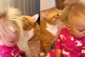 «С вас пять тысяч рублей»: кот сделал укладку ребёнку