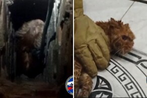 В Новосибирске спасатели вытащили кота из вентиляции