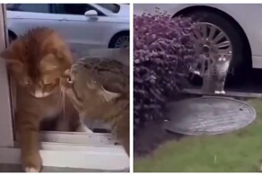 Кот вкусил плоды своего поступка