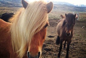 15 примеров органичного и крутого объединения братьев наших меньших