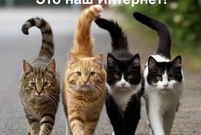 Весёлые картинки