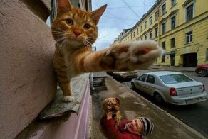 20 увлекательных уличных фотографий, на которых подловили котеек