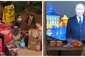 Кот чуть не проспал наступление нового года