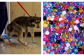 Попробовал радугу: пёс проглотил большое количество цветных шариков