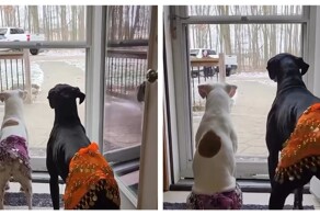 Четвероногие любители восточных танцев