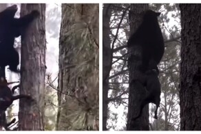 Собака вцепилась в зад медведю