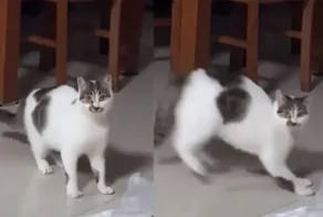 Кот зовёт хозяйку играть