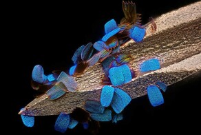 17 невероятных микроскопических снимков с конкурса фотомикрографии 2024