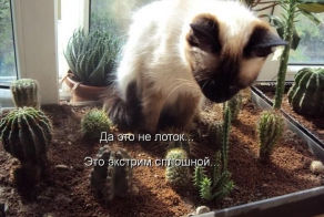 Лучший пушистый позитив ноября (100 фото)