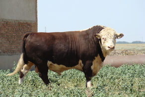 Герефорд: Бычок-качок, завоевавший мир