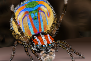 Пауки-павлины исполняют яркие брачные танцы, чтобы привлечь самку