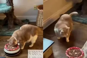 Хозяева нашли способ похудения котов после новогодних с помощью робота-пылесоса