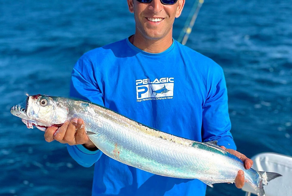 Дораб: страшная южная разновидность селёдки с зубами-иглами