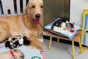 Собака захотела стать мамой для котят, за которыми не следила кошка