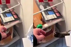 Кот заботится о фигуре хозяев