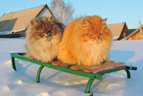 Эти кошки появились в России, но завоевали весь мир