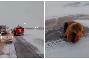 «Живой, ему пофигу»:  морж решил прилечь отдохнуть прямо посреди дороги