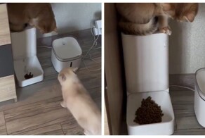 Коты поняли, как работает умная кормушка и открыли себе доступ к бесконечному количеству корма