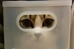 20 котиков, которые попытались овладеть искусством сливаться с местностью, но что-то пошло не так