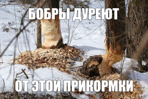 Как бобры запасаются "прикормкой" на зиму