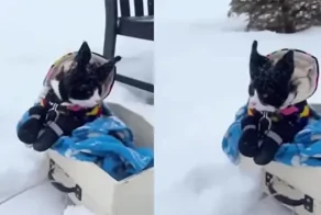 Кот осматривает свои владения