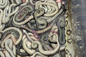 Несколько десятков змеёнышей выпали из сбитой анаконды